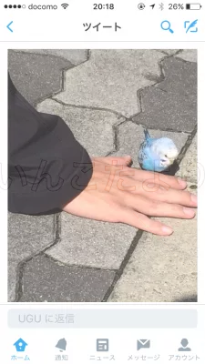 コメントの画像