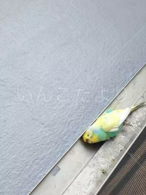 コメントの画像