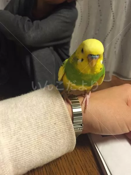 コメントの画像