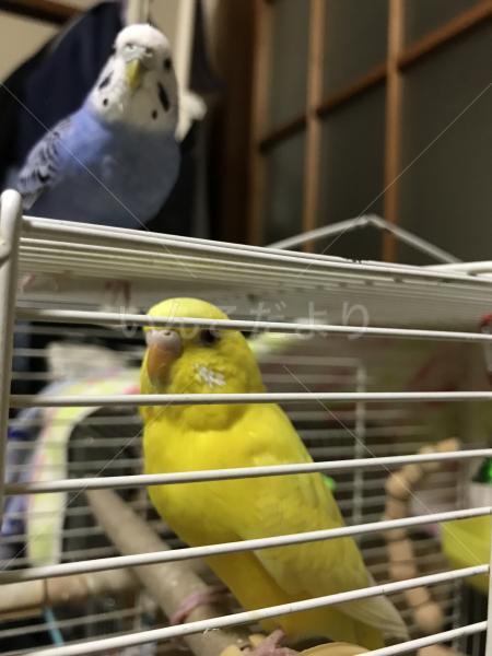 コメントの画像
