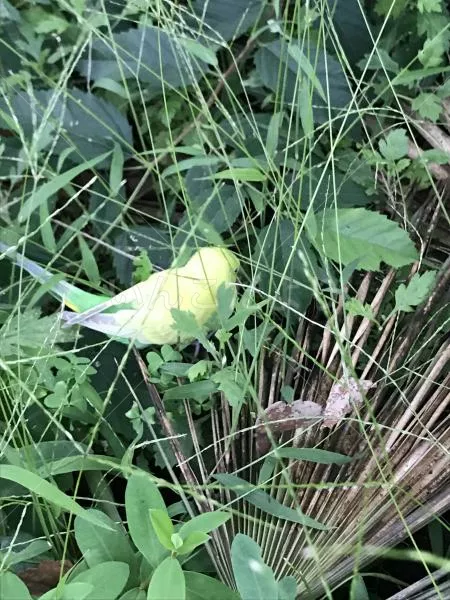 コメントの画像