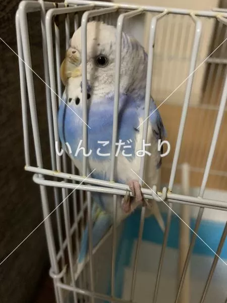 コメントの画像