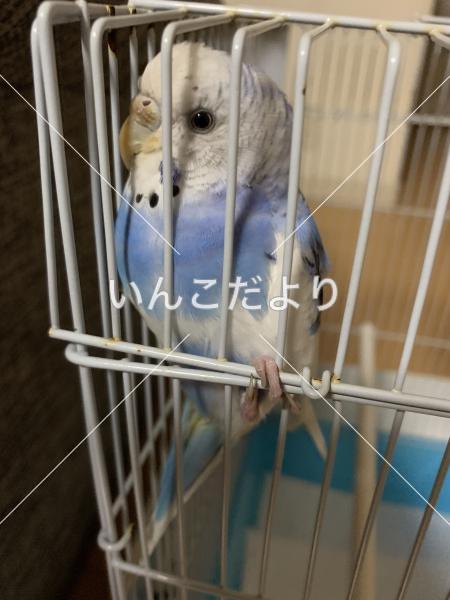コメントの画像