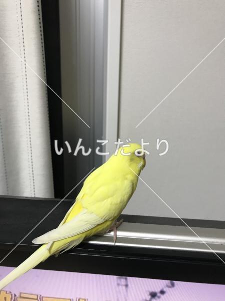 コメントの画像