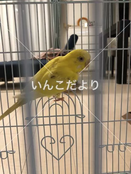 コメントの画像