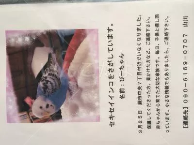 コメントの画像