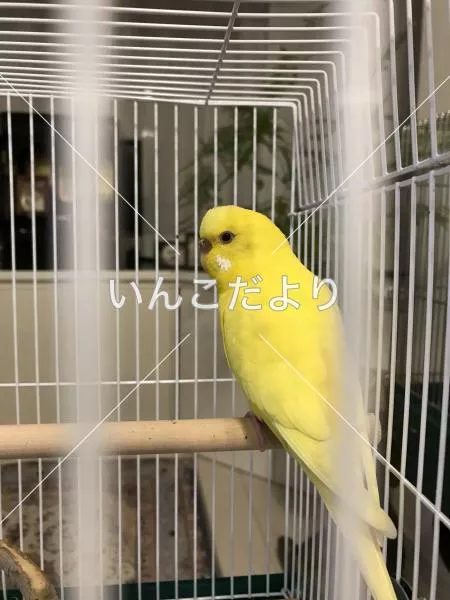 コメントの画像