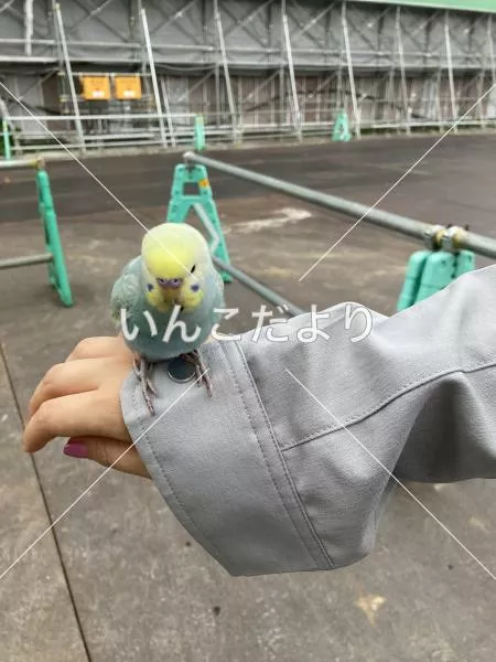 コメントの画像