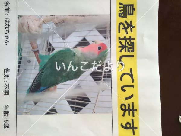 コメントの画像