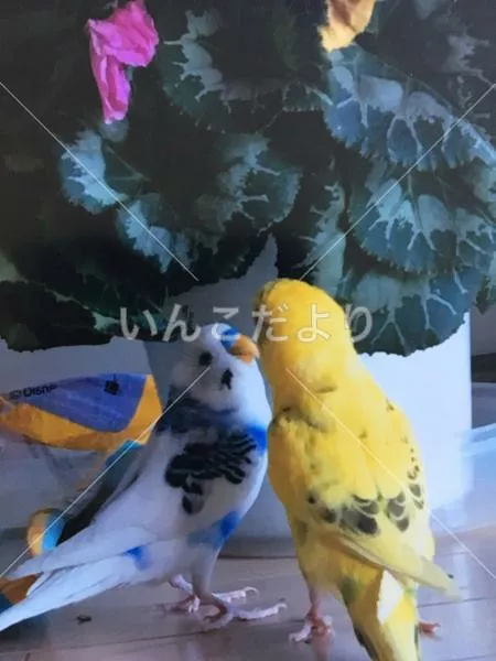 コメントの画像