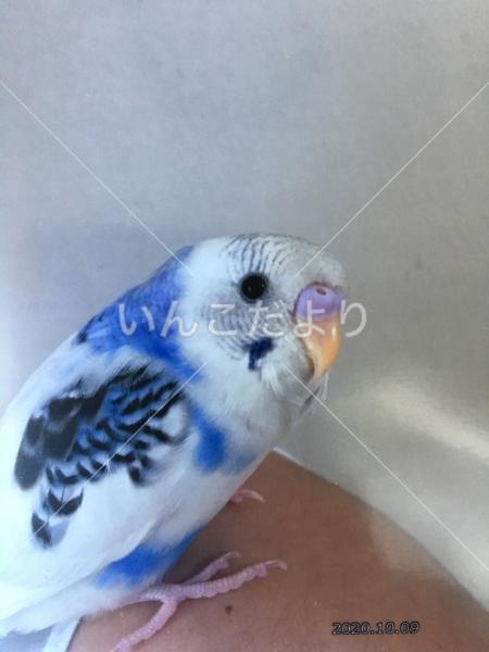 コメントの画像
