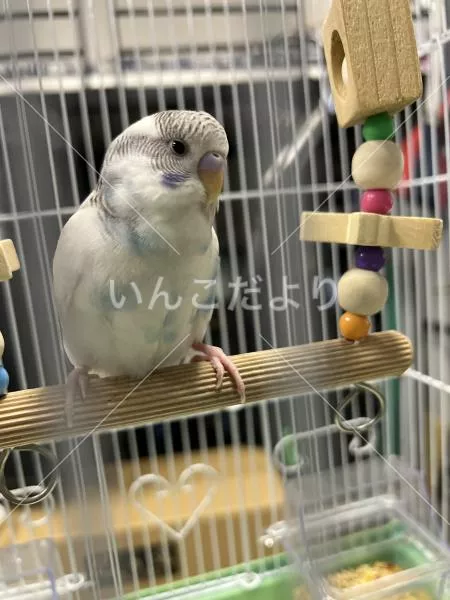 コメントの画像