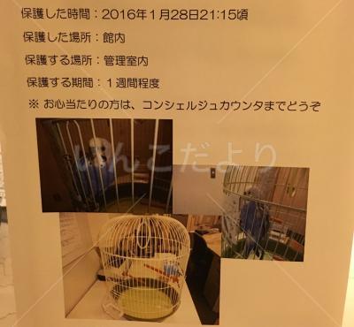 コメントの画像