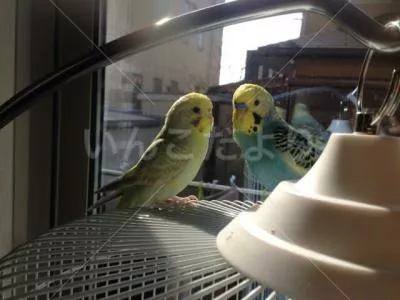 コメントの画像