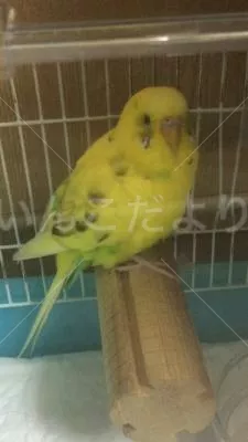 コメントの画像