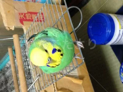 コメントの画像