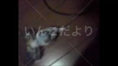 コメントの画像