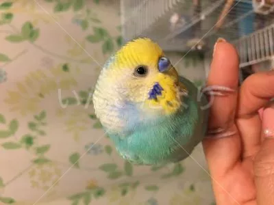 コメントの画像