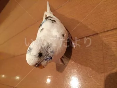 コメントの画像