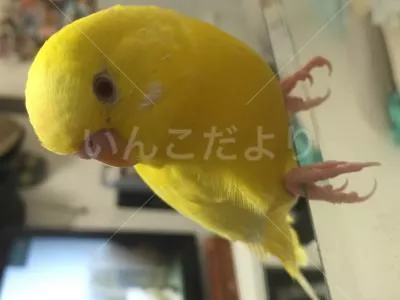 コメントの画像