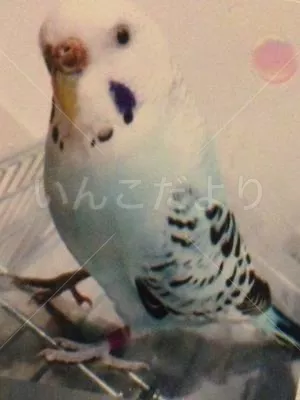 コメントの画像