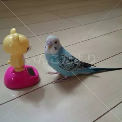 コメントの画像