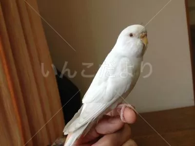 コメントの画像