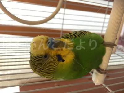 コメントの画像