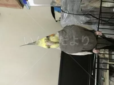 コメントの画像