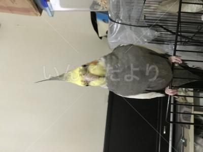 コメントの画像