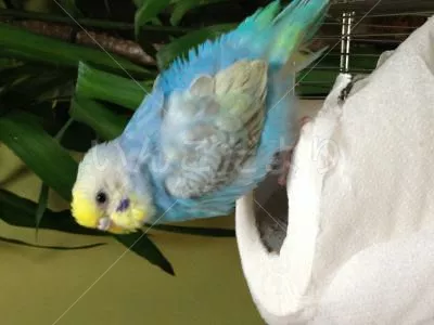 コメントの画像