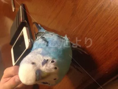 コメントの画像