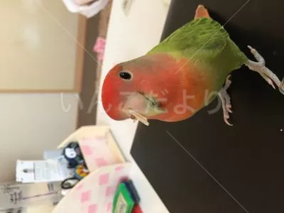 コメントの画像