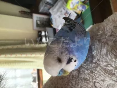 コメントの画像