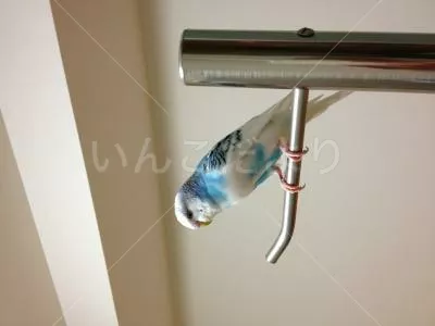 コメントの画像