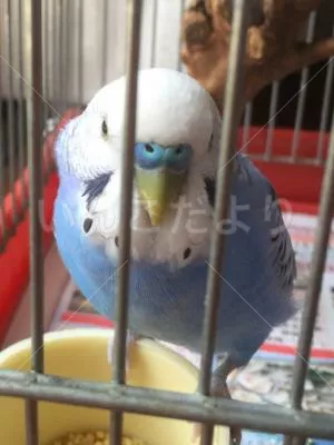 コメントの画像