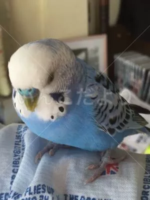 コメントの画像