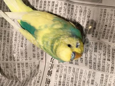 コメントの画像