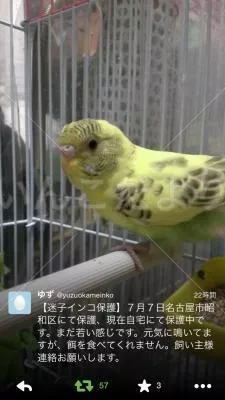 コメントの画像