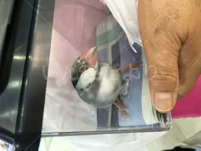 コメントの画像