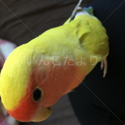 コメントの画像