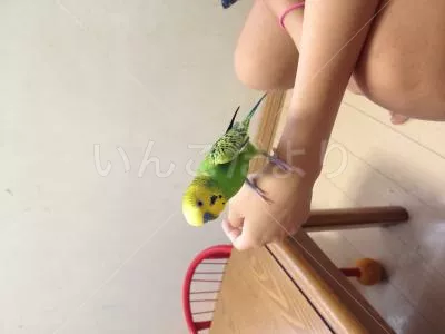 コメントの画像