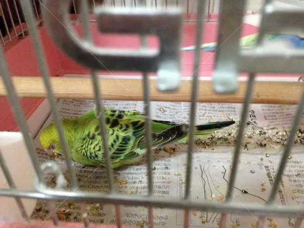 コメントの画像