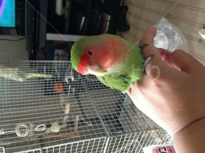 コメントの画像