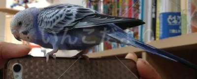 コメントの画像