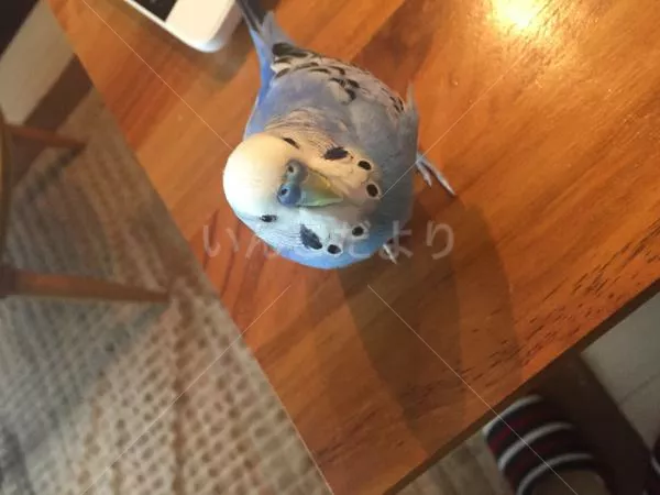 コメントの画像