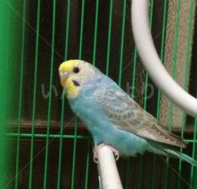 コメントの画像