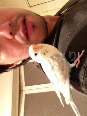 コメントの画像