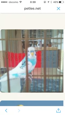 コメントの画像