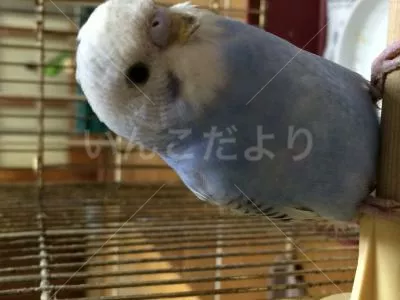 コメントの画像